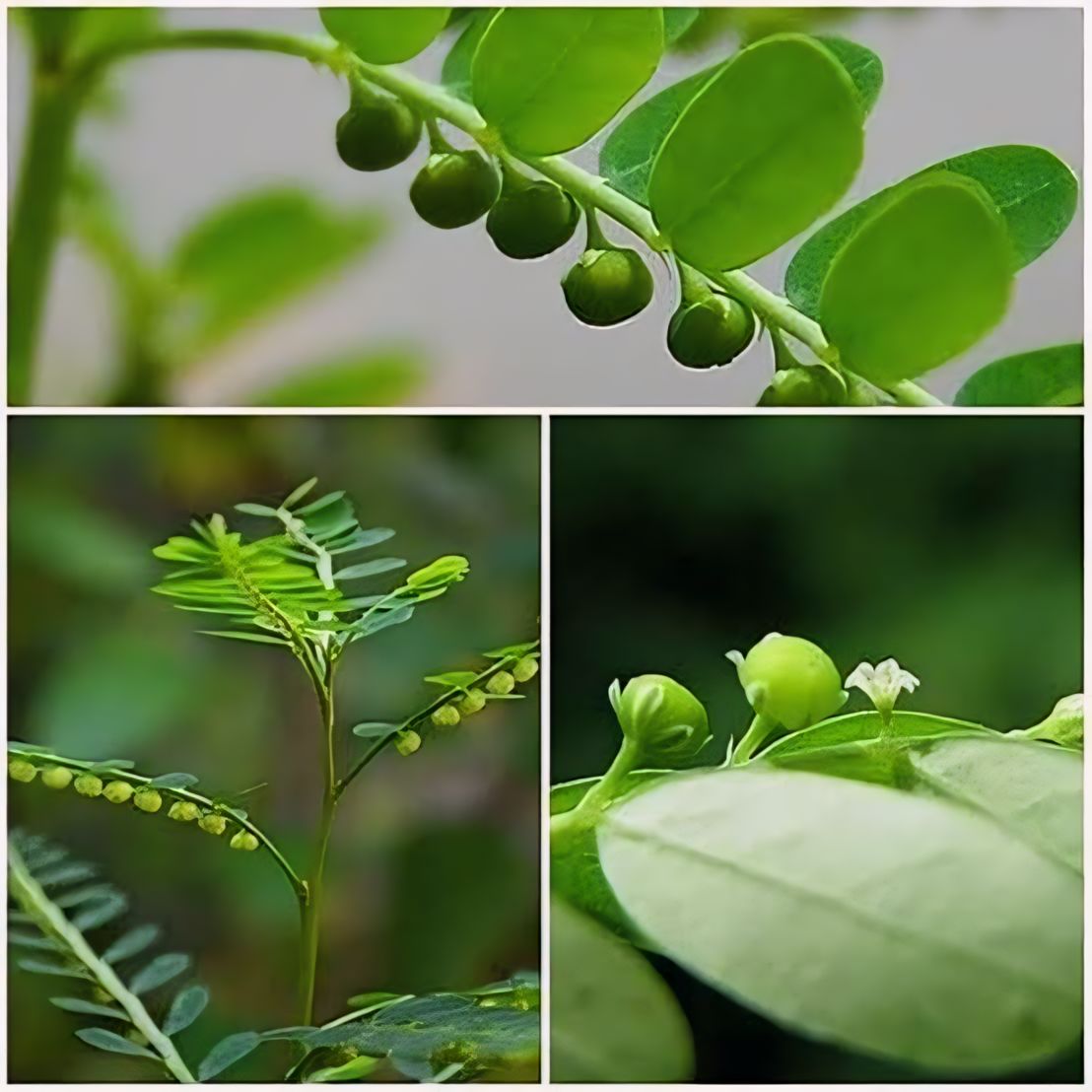 लीवर टॉनिक है ' भूमि आंवला '

भूमि आंवला लिवर की बीमारियों के लिए रामबाण इलाज है। ये लिवर में हेपेटोप्रोटेक्टिव, एंटीऑक्सिडेंट और एंटीवायरल गतिविधियों के कारण होने वाले किसी भी नुकसान से बचाता  भूमि आंवला लिवर में सूजन, पीलिया और  कमजोर लिवर की समस्याओं को दूर करने में मदद करता