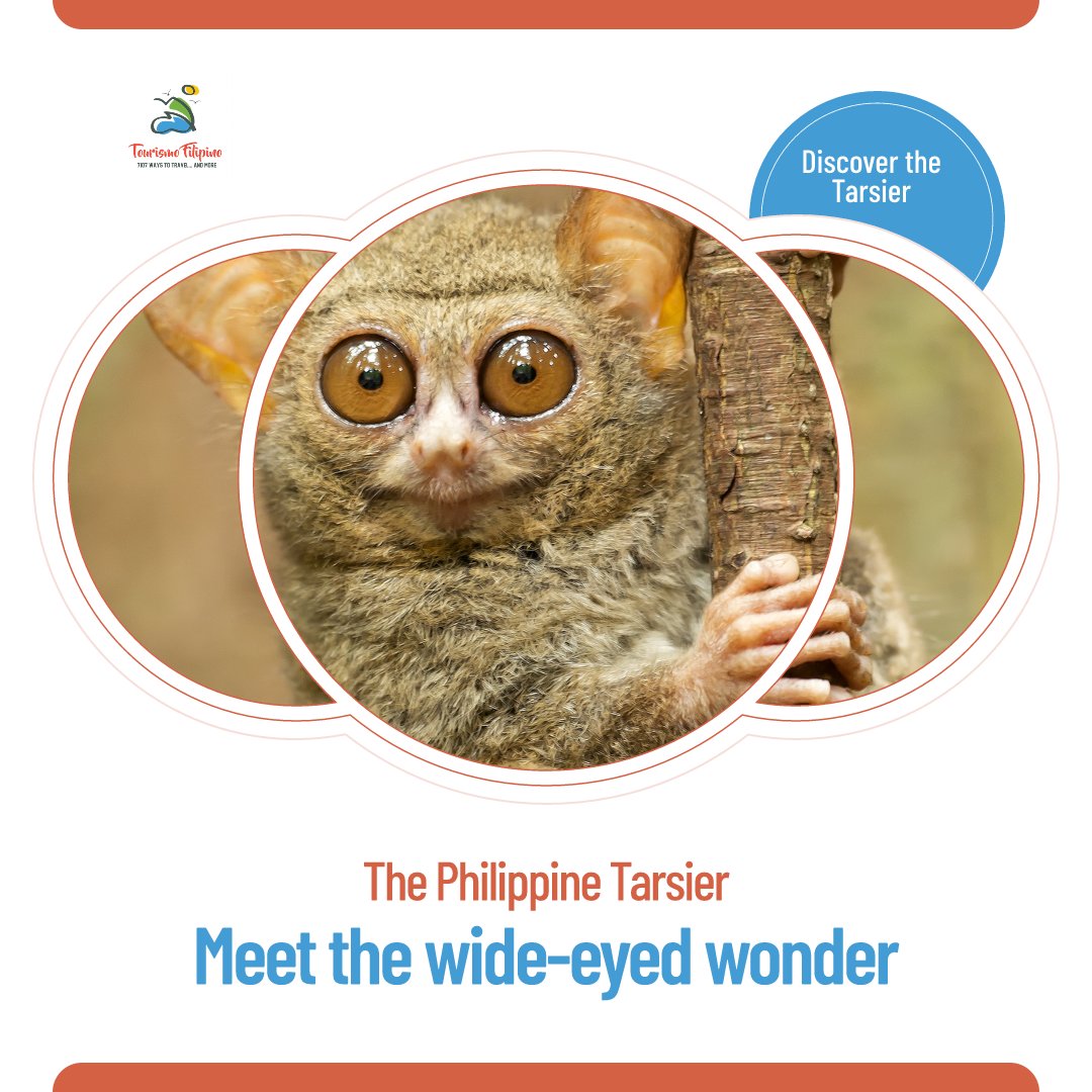 🐒Meet the wide-eyed wonder of the Philippines!

The tiny tarsier is one of the world's smallest primates. Where can you find these cuties?

What's the most fascinating animal you'd love to see in the wild❓

#philippineswildlife #naturelover #uniquedestinations