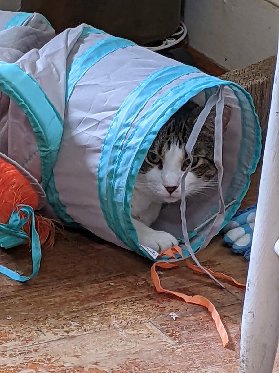 Happy #catboxsunday from the tunnel...love Chip
#calicocrew
#CatsofTwittter 
#chilltent