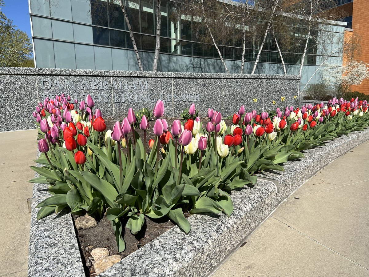 MyraWickMD's tweet photo. Beautiful tulips -Mayo Rochester Campus. https://t.co/pKLuFfMaSt