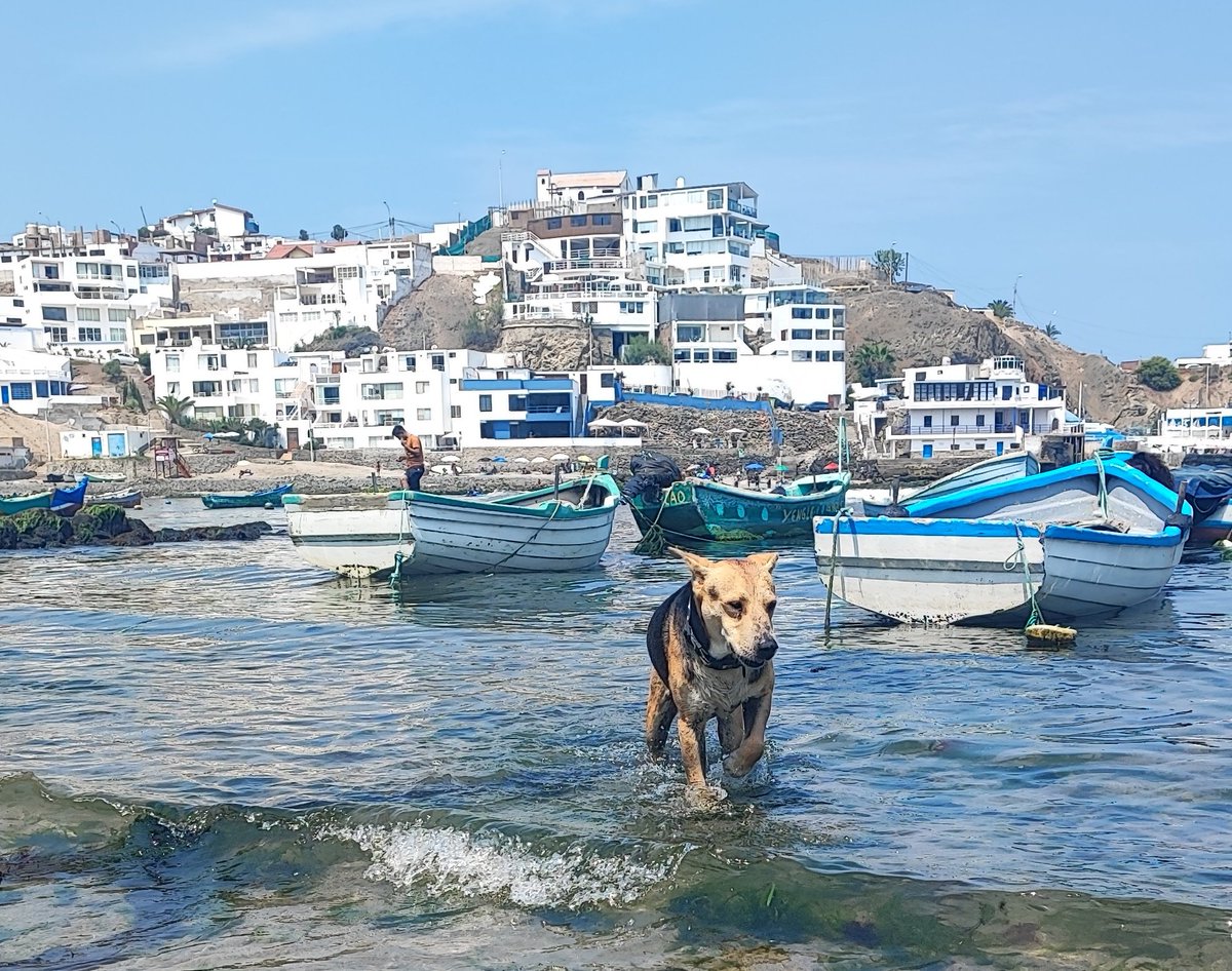 Aprovechando que es tendencia, una foto del verdadero perro #Vaguito en Punta Negra.