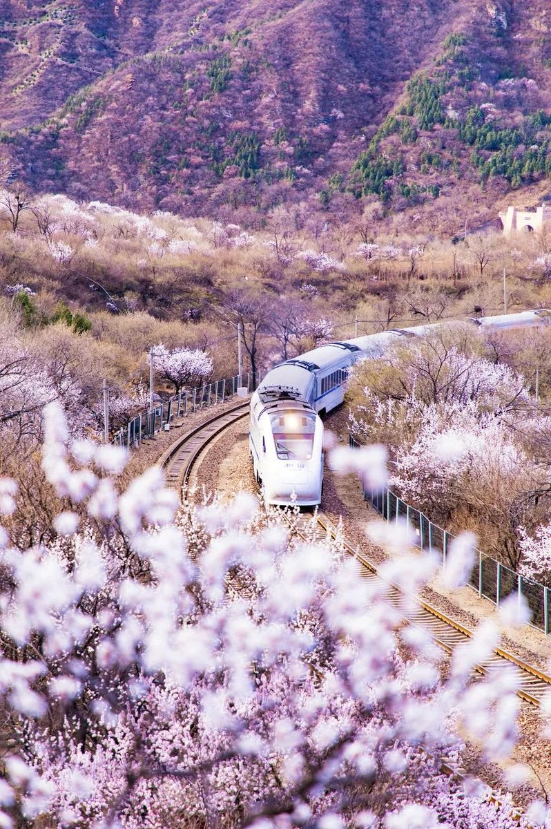 A train to spring🚅🌸