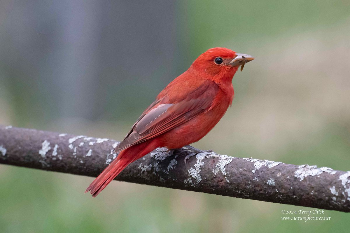 Eastern Summer Tanager, male, eating an #insect today in Maine. Typical mating range SE USA, winter range Mexico & Central America. #bird #tanager #summertanager #redbird #nature #wildlife naturepictures.net