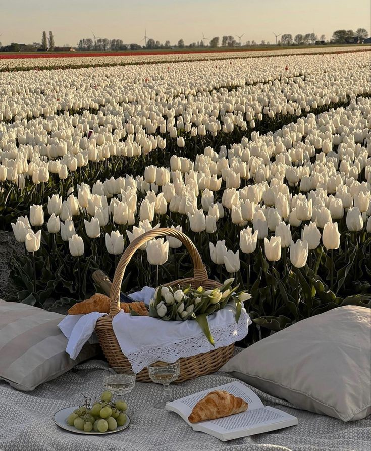 White tulip field😍 Gives peace to see such Beauty☺️!