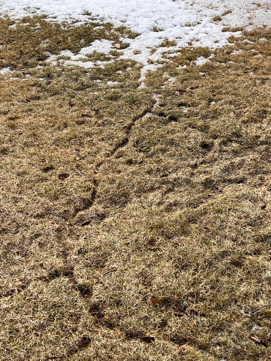The melting snows reveal secrets, like subnivian vole tunnels.