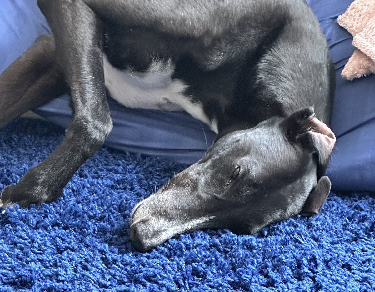 Easing myself into #Monday! Have a relaxing start to the week. Love Paddy 💙🐾🐾 #Mondayvibes #dogsofX #greyhoundsofX #greyhoundpaddy