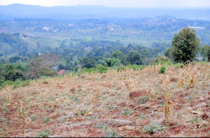 PLOTS ON SALE In Mbalala_Mukono, along Jinja road, 3.5km from the main road. Each 50*100ft at UGX 11.5m With ready land titles Make first deposit and pay the balance in monthly installments Call/WhatsApp @mugabi_praise 0706147006/0783821918
