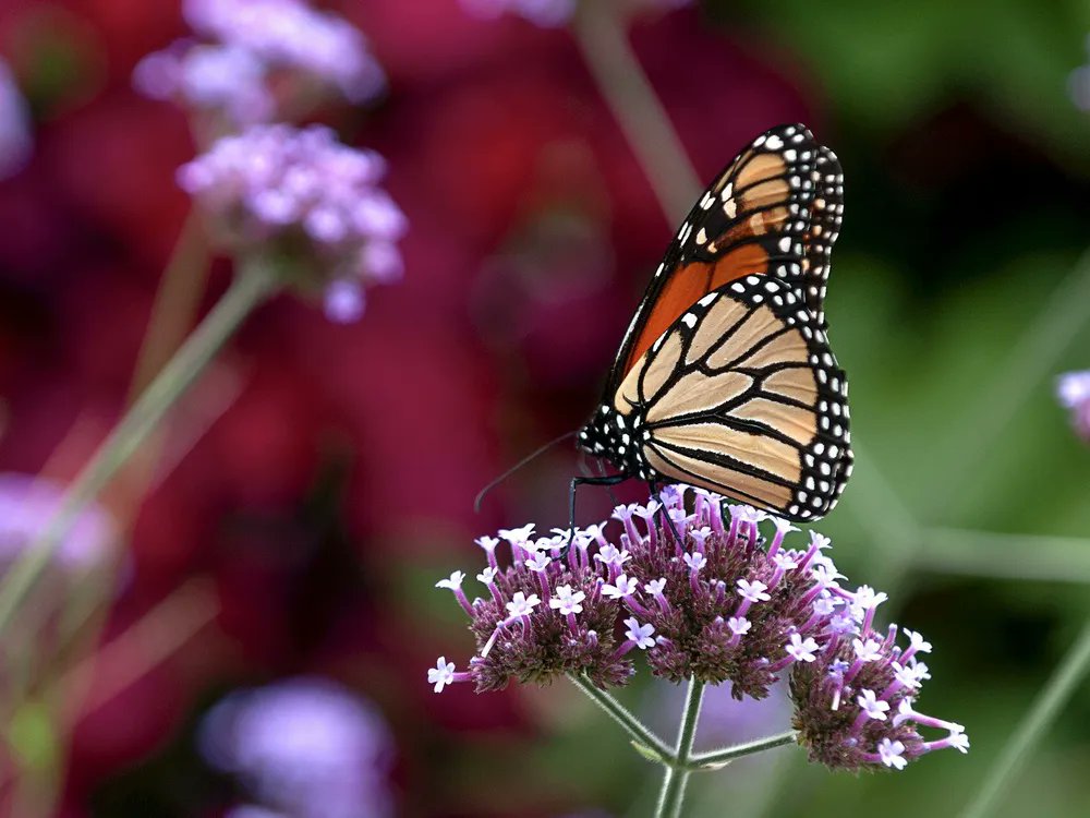 Inventions
Biologists learned lots about animals and plants this year, and their findings could inspire better robots, medicine and environmental technologies