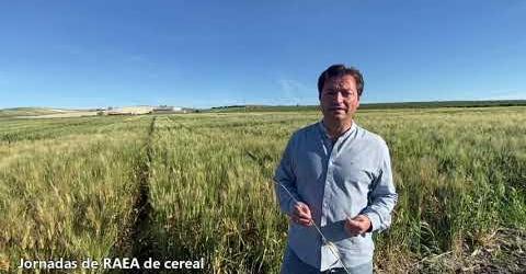 Mediante muestreos periódicos se puede determinar el momento de un posible tratamiento fitosanitario contra la roya negra en el cultivo del trigo.
Accede al vídeo demostrativo de la parcela GIP del IFAPA Centro Rancho la Merced.
youtu.be/xouNlCKLMIw?si…
Buenos días.
#GIPAndalucia