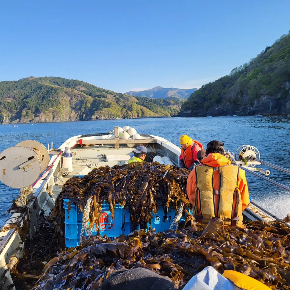 Doumeizel's tweet photo. 1st week for our @Safe_Seaweed official visit in Japan with many
 TVs and Newspapers interviews about our "Western #SeaweedRevolution". Conference organized by French Embassy &amp; meetings with gvt, univ, brands &amp; NGO's. And an AMAZING wakame harvesting experience in Japan sea ! https://t.co/CZBbf1ivhr