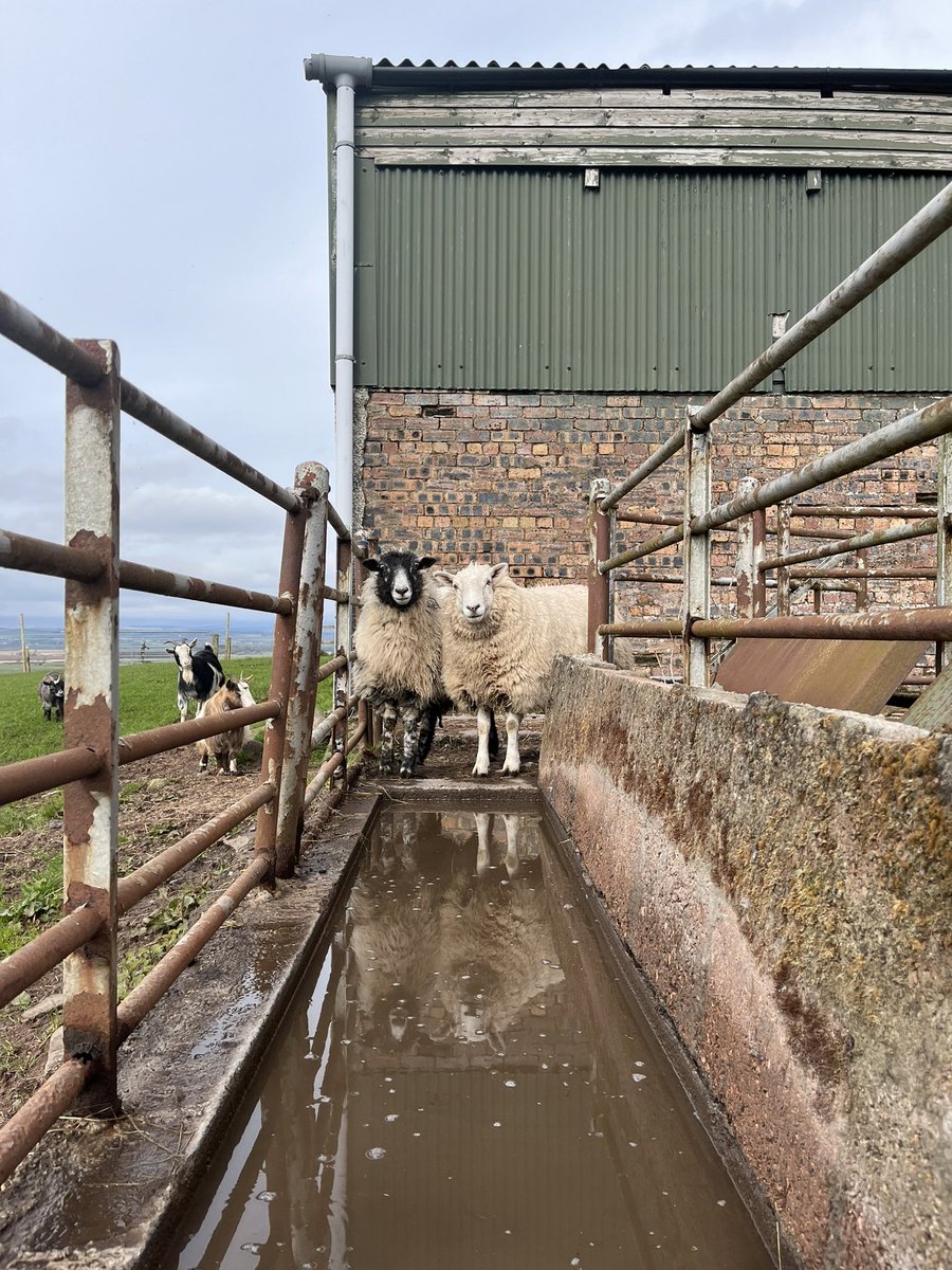 What’s the chances?… 😂

#arnbegfarmstayscotland #footbath #sheep
