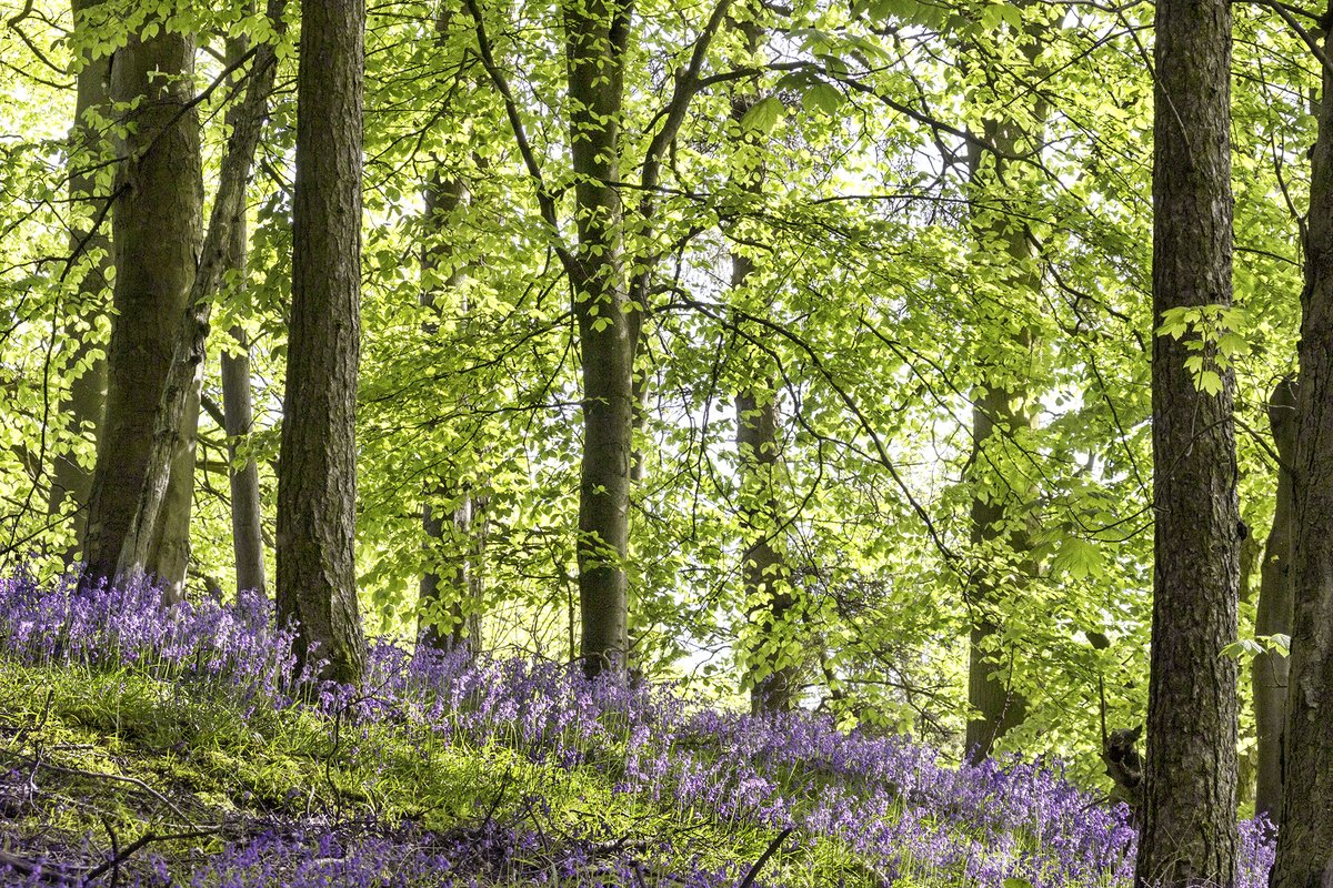 It's #WorldEarthDay 💚 Trees and woodlands can absorb and lock up carbon, provide us with energy, stabilise soils, offer shade and protection, and create havens for wildlife and people - trees are heroes 🌳 How we protect trees and create new woodland 👇 yorkshiredales.org.uk/park-authority…