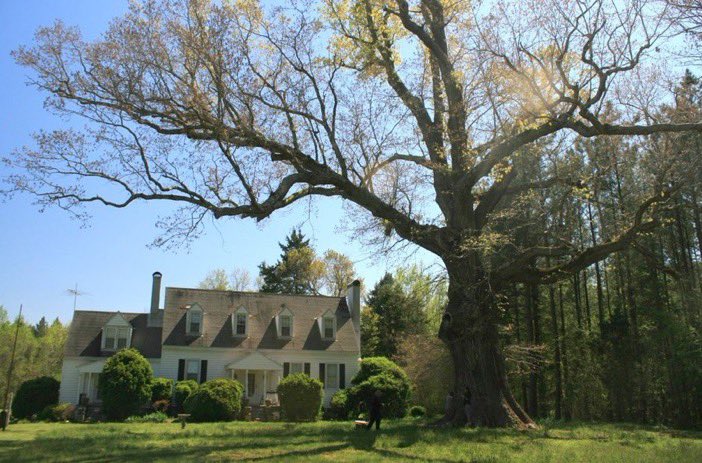 White Oak with no name - Warfield, Virginia 

This massive tree is estimated to have germinated about the year 1500, so making it over 100 years older than its home of Virginia, the first permanent English colony in the New World.

Photo: Wim Brinkerink