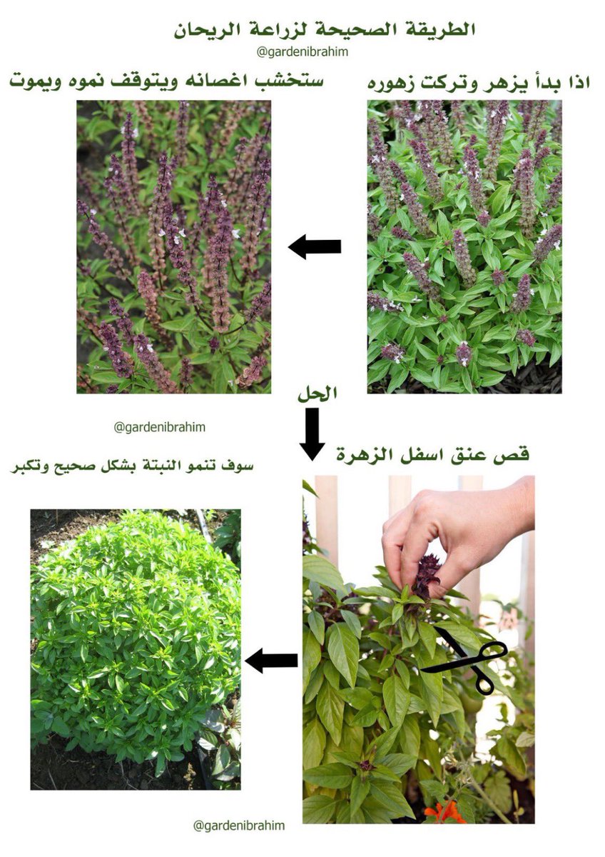 حديقة البيت tweet media