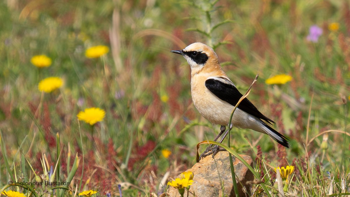 Our guests have been among the splendour of The #Straits these days with masses of European Bee-eaters, monstrous Eurasian Eagle #Owl, hyperactive Collared #Pratincoles, the brilliance of Northern Bald #Ibis, in-the-face beauty of Western Black-eared #Wheatear and more! 😊