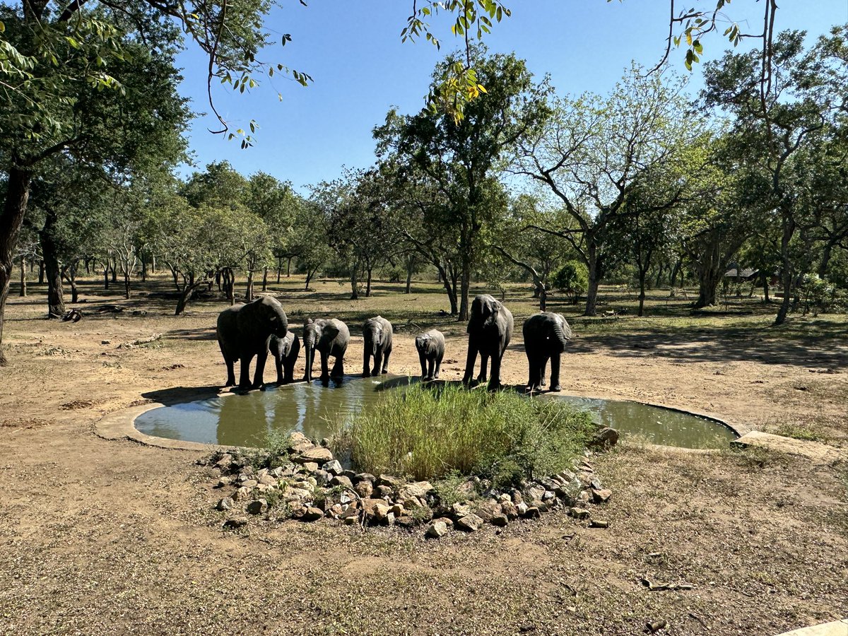 Day one in <a href="/TourismMalawi/">Malawi Tourism</a> for #MITE2024 &amp; pretty happy with my swimming pools <a href="/amaryllismw/">Amaryllis Hotel Blantyre</a> + <a href="/sunbirdtourism/">Sunbird Hotels & Resorts</a> Sunbird Mount Soche #Balantyre as are the elephants with theirs #ThawaleLodge #MajeteWildlifeReserve <a href="/trippyreporter/">TripReporter</a> <a href="/travelmattersuk/">Travel Matters | B Corp</a> #maketravelmatter <a href="/TravWriters/">BGTW</a> #bgtw