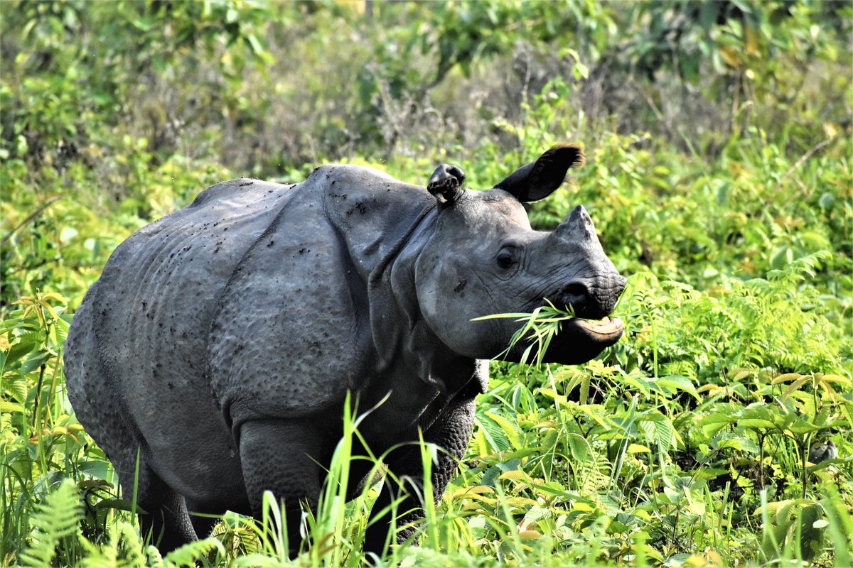 #Indianrhino Unite to conserve our Mother Earth! #WorldEarthDay2024 @BiodiversityMag