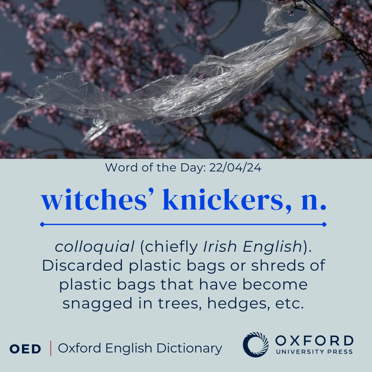 OED's tweet image. OED #WordOfTheDay: witches' knickers, n. colloquial (chiefly Irish English). Discarded plastic bags or shreds of plastic bags that have become snagged in trees, hedges, etc.

View the full entry, here: oxford.ly/44cSZln