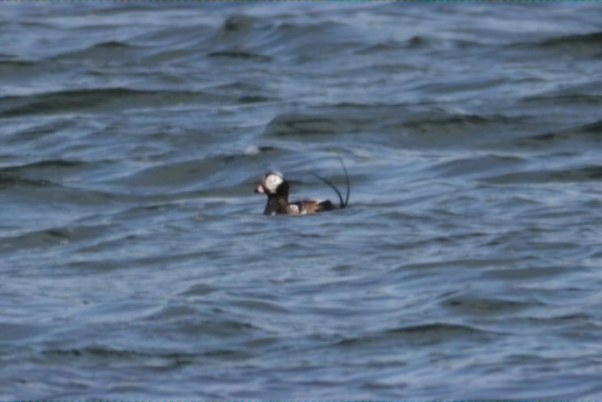 Male Long-tailed Duck on Hornsea Mere for last two days,  always too distant, but always too good to resist trying a shot.....