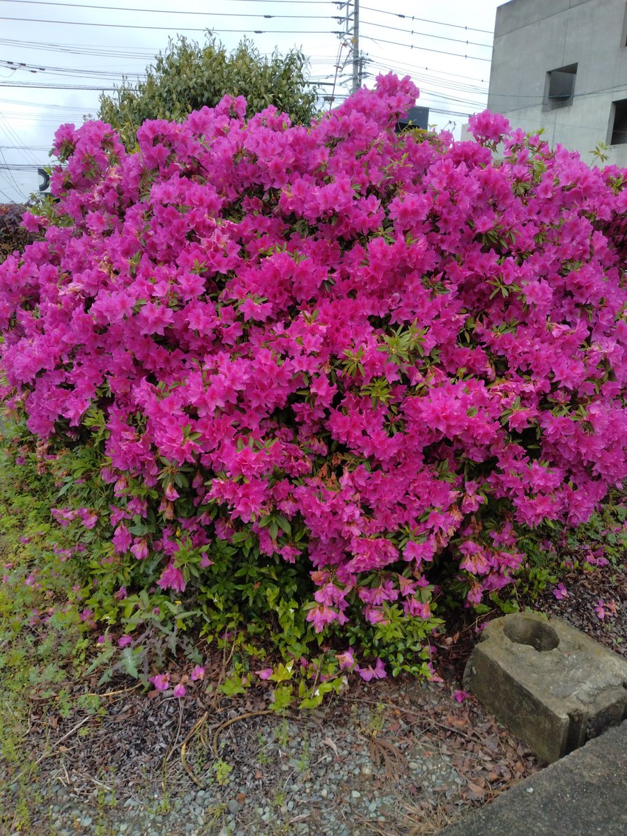 桜が終わりツツジがきれいに咲いてます🌸🌷 #猫が好き #花が好き