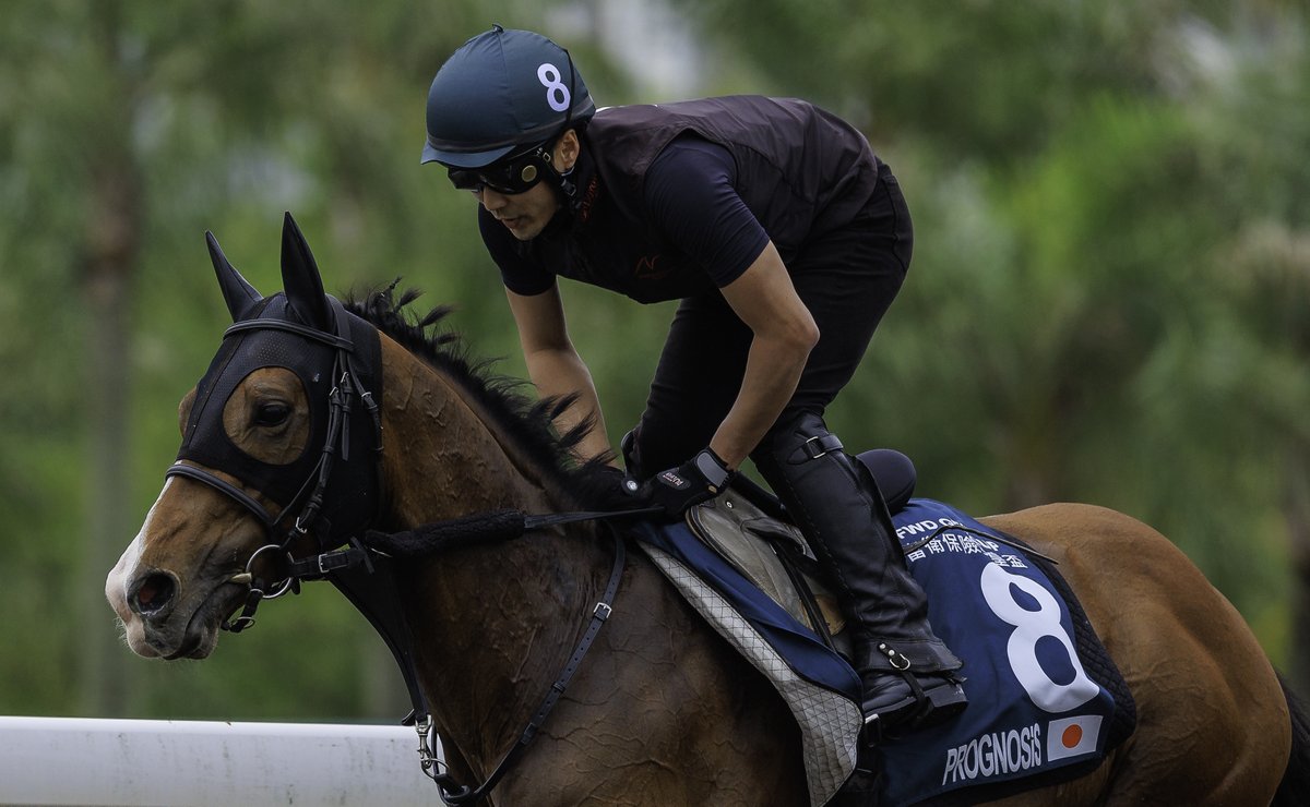 When Prognosis (Deep Impact 🇯🇵 x Velda 🇬🇧) comes to HKG he goes through that line at immigration 'Enrolled Frequent Visitors'. #プログノーシス #賽馬 #競馬 #ディープインパクト #ChampionsDay