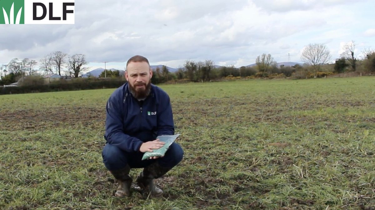 Overseeding with ProNitro from DLF is a cheap way to repair damaged paddocks and rejuvenate tired swards. April and May are ideal times to oversow with mild, moist conditions helping fast germination and establishment. ow.ly/Xt4T50RkQ0m