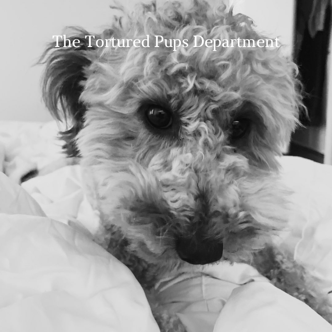 LizSiu's tweet photo. #TTPD #ttpd #swiftie #TaylorSwift #taylornation #thetorturedpupsdepartment @taylorswift13 🤍 https://t.co/gxYsHRsIrV
