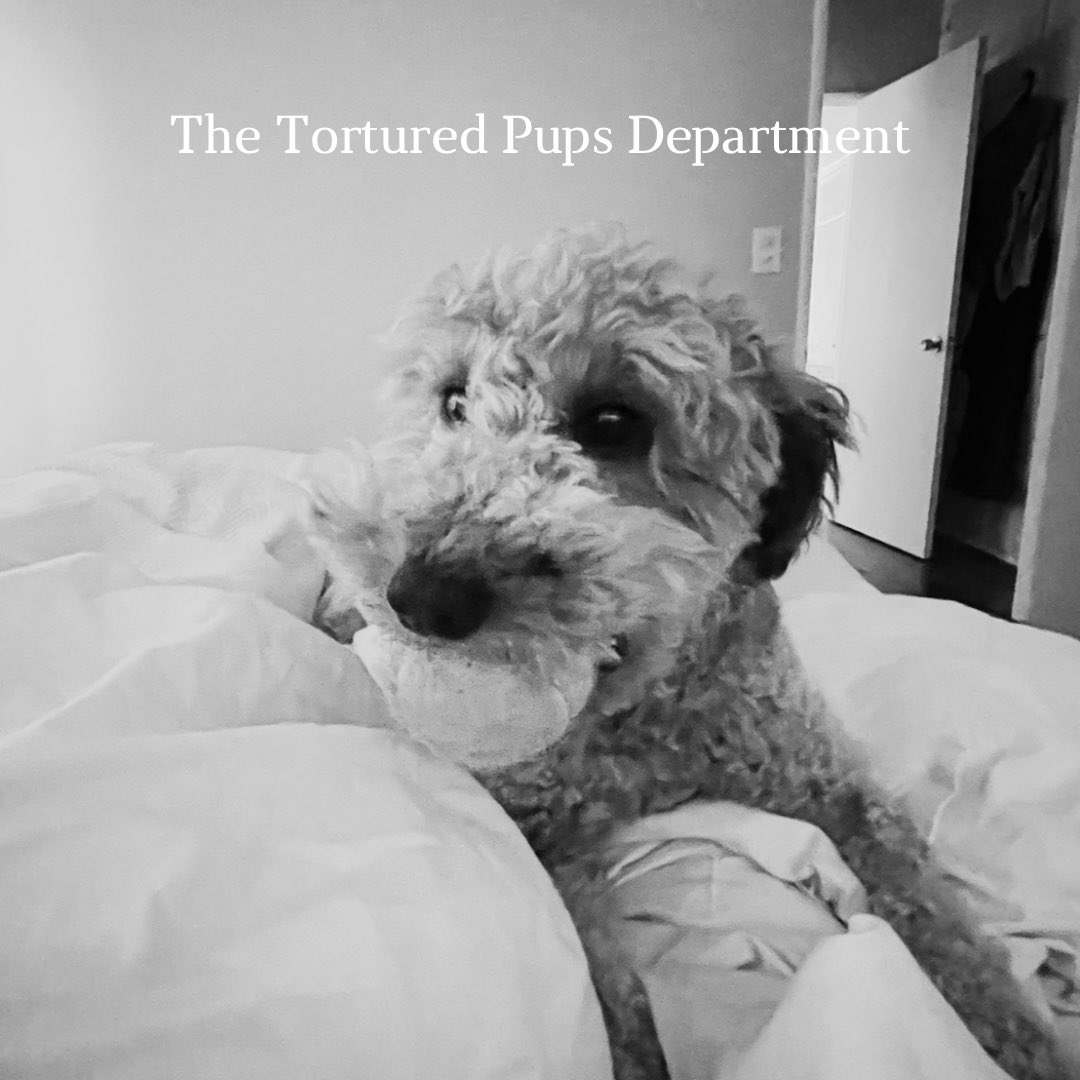 LizSiu's tweet photo. #TTPD #ttpd #swiftie #TaylorSwift #taylornation #thetorturedpupsdepartment @taylorswift13 🤍 https://t.co/gxYsHRsIrV