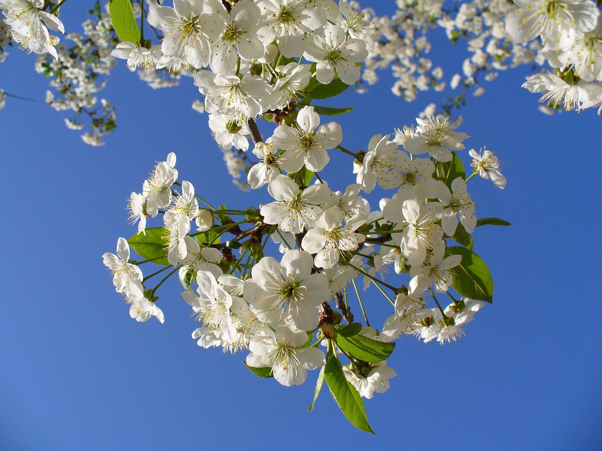 Good morning! Blue sky and blossomy start to the week, both so precious and so, so appreciated so I’ll take that as an early win! And the binmen have just turned up…hope I’m not peaking too soon. Wishing you glass half full times!