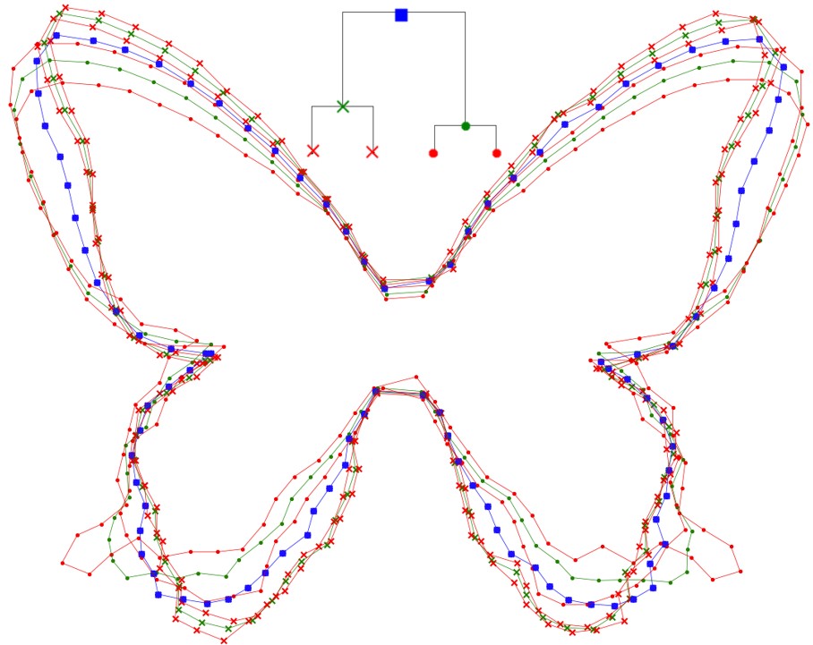 Michael Baand (@michael_lind_s) on Twitter photo Our notebook Upwaards LDDMM utilizing the Hyperiax framework github.com/ComputationalE…… ..., is used here to estimate the ancestral shape (in blue) and two intermediate shapes (in green) for four different butterfly species belonging to Papilionoidea. <a href="/CCEM_ucph/">Centre for Computational Evolutionary Morphometry</a> Our notebook Upwaards LDDMM utilizing the Hyperiax framework github.com/ComputationalE…… ..., is used here to estimate the ancestral shape (in blue) and two intermediate shapes (in green) for four different butterfly species belonging to Papilionoidea. <a href="/CCEM_ucph/">Centre for Computational Evolutionary Morphometry</a>