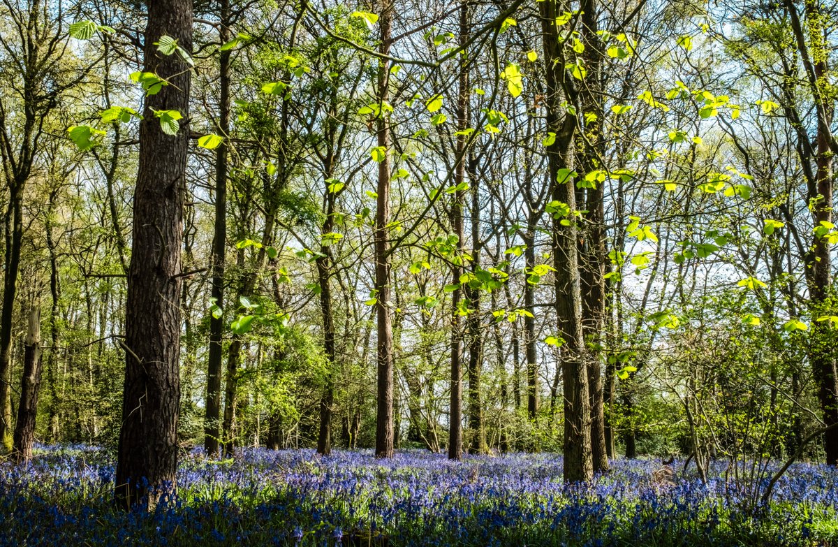 The bluebells are everywhere and are looking so good.  Here is my view from Hay Wood @ForestryEngland 
----
#fsprintmonday #sharemondays2024 #appicoftheweek