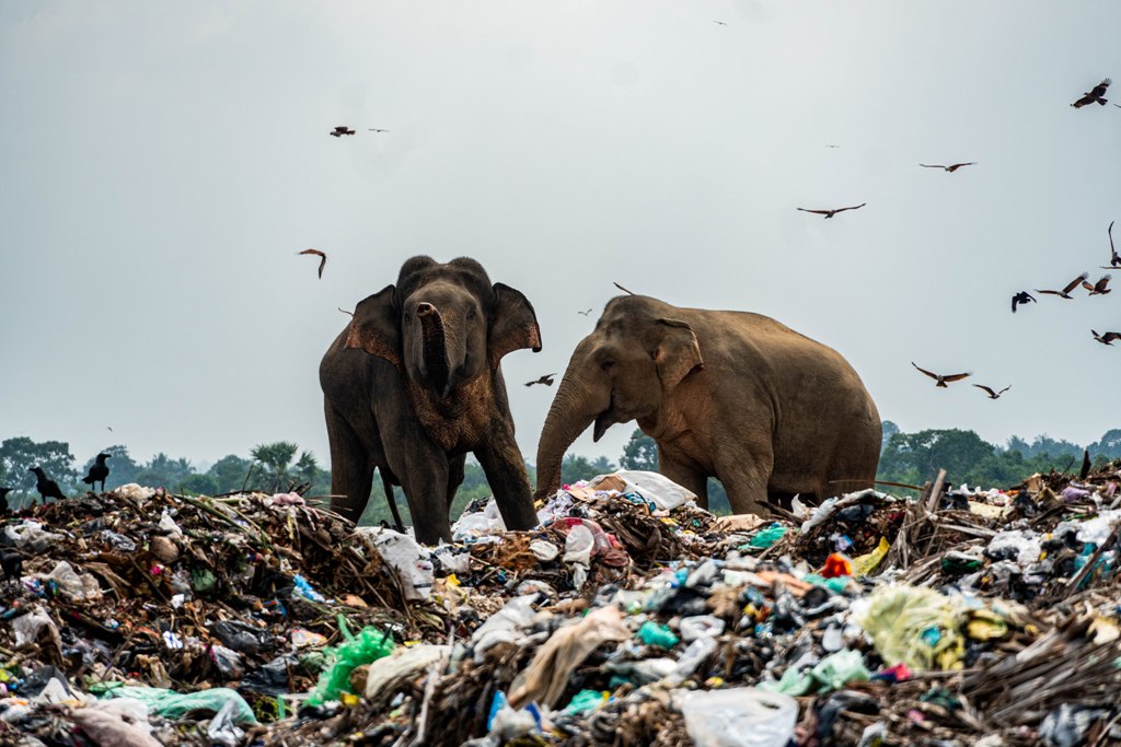On top of climate change and biodiversity loss, pollution is a threat to both human and planetary health. On this #EarthDay we are raising awareness to the problems related to plastic pollution. Let’s strive for plastic-free and healthy ecosystems. Photo: Tharmapalan Tilaxan