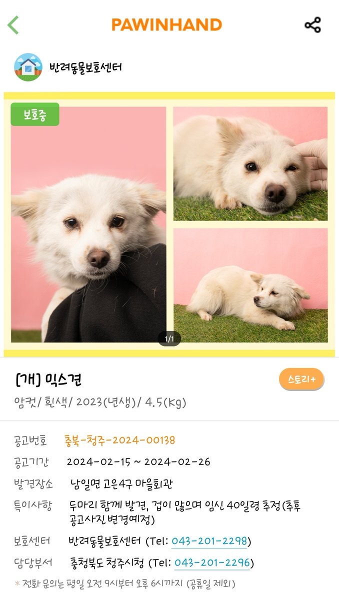 im_ggami's tweet photo. 아기 강아지들 공고 올라왔어요!!!!
엄마 강아지 공고도 다시 한번 같이 올립니다!! https://t.co/KA55T5v18V