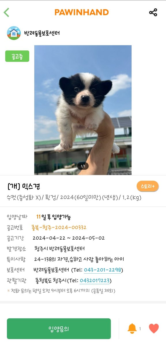im_ggami's tweet photo. 아기 강아지들 공고 올라왔어요!!!!
엄마 강아지 공고도 다시 한번 같이 올립니다!! https://t.co/KA55T5v18V