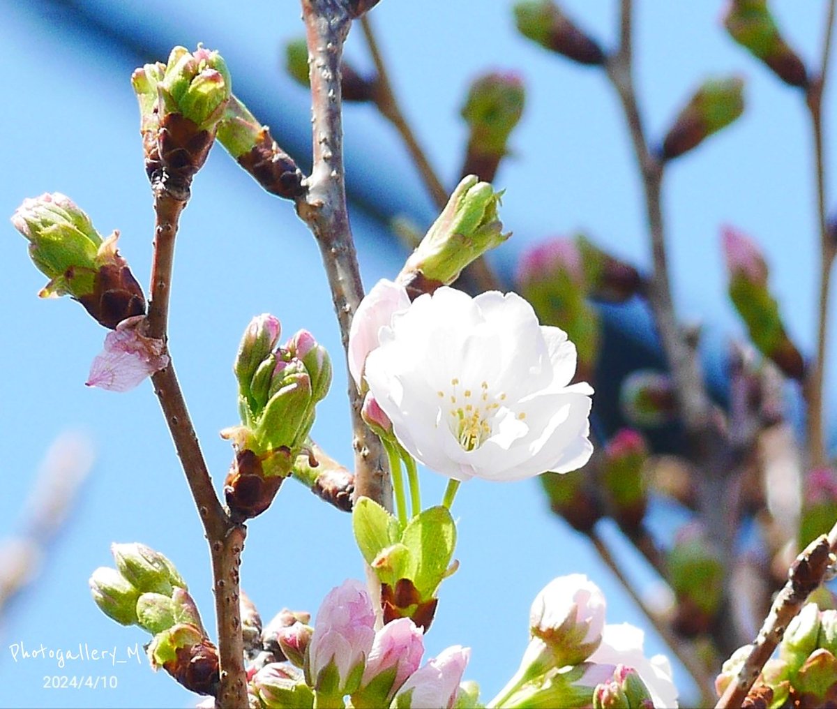 🌸 天の川 桜

#桜
#花フォト
#写真が好き