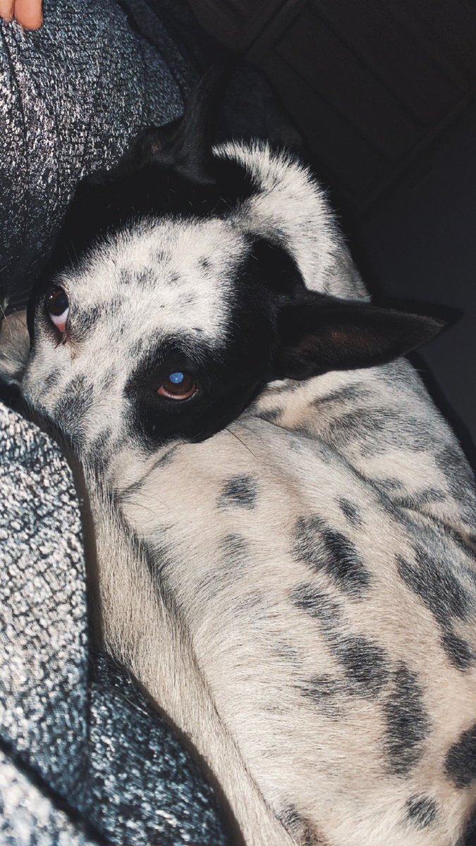 taylor_barkerr's tweet photo. animal dump ft minightt💓 https://t.co/agwhlVsvjP