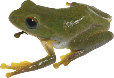 Zhangixalus thaoae, a new species of treefrog from Vietnam