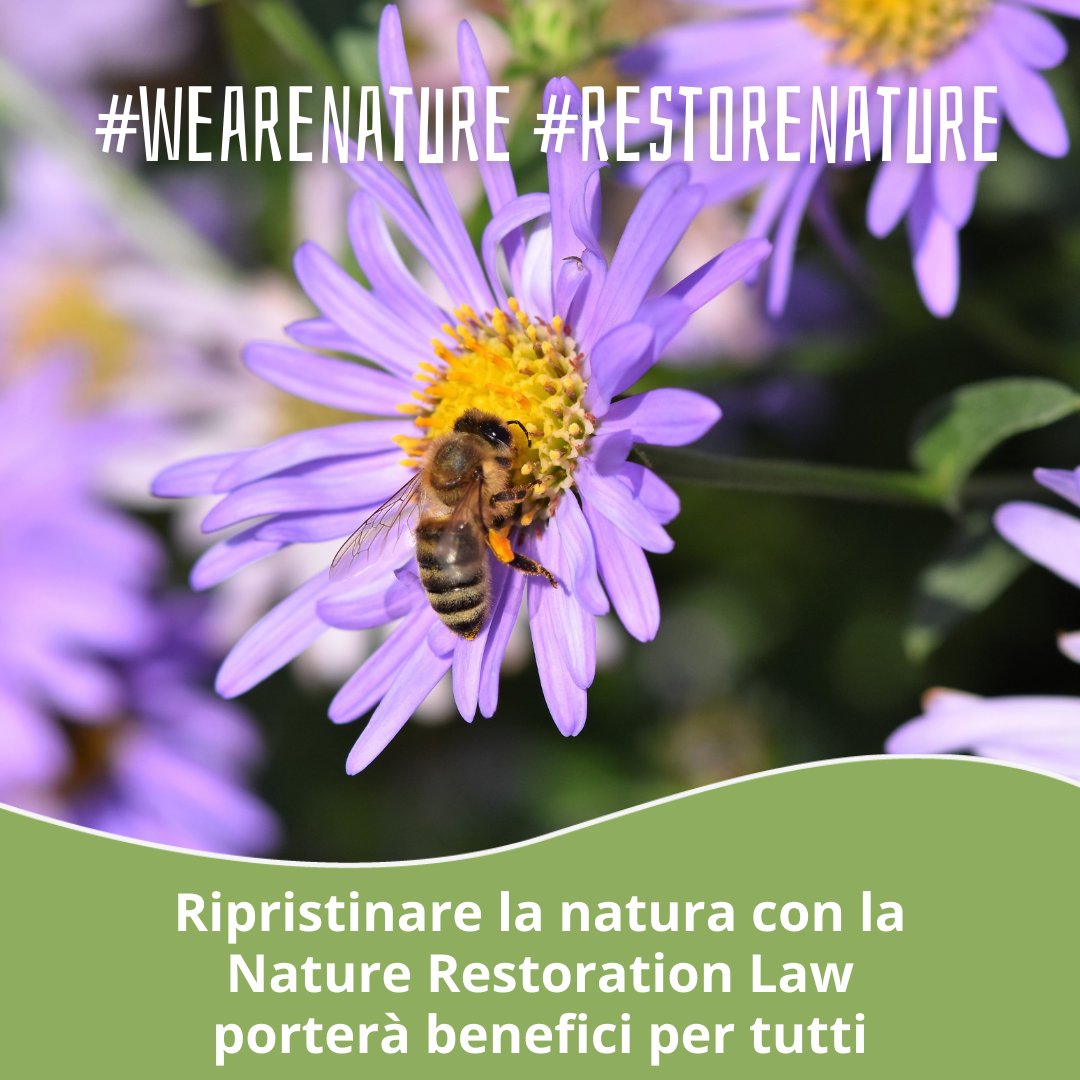 Oggi è l’#EarthDay 🌍

Volevamo celebrarlo festeggiano la #RestoreNature Law ma i governi non l’hanno adottata! 🤷‍♀️

C’era un accordo!  1MIL di cittadini, 200 ONG e +6.000 scienziati la chiedono.

@EUCouncil @GPichetto @GiorgiaMeloni agite subito perchè #WeAreNature