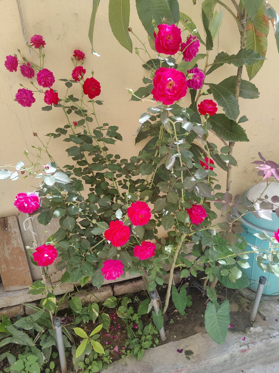 My home flowers MashaAllah #Flowers