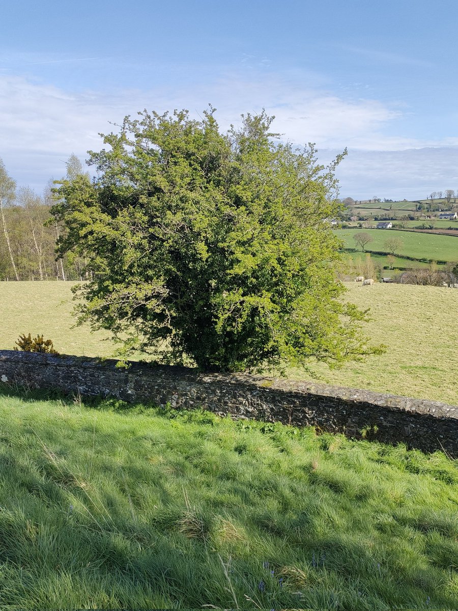 'Ne'er cast a clout till May is out' is something like how the old saying goes. 

Does it refer to the month or the blossoms of the 🌳 like those that have yet to appear on this lone Hawthorn that straddles the border between the ancient Giants Ring neolithic site & the farmland…