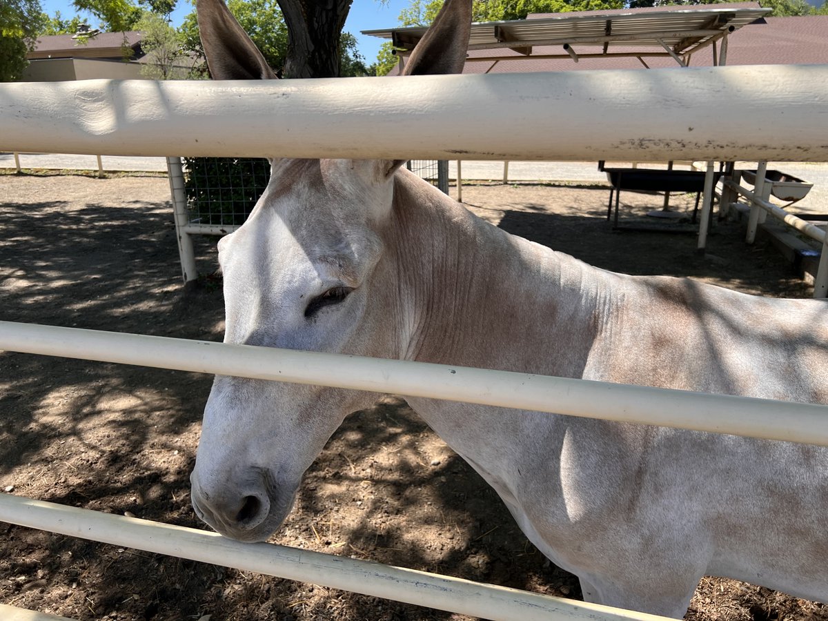 Got to visit my buddy today on campus @ucdavis. He was given a nice shave and cleaned up recently. I suspect that he had a lot of visitors at Picnic Day. Such a nice donkey.