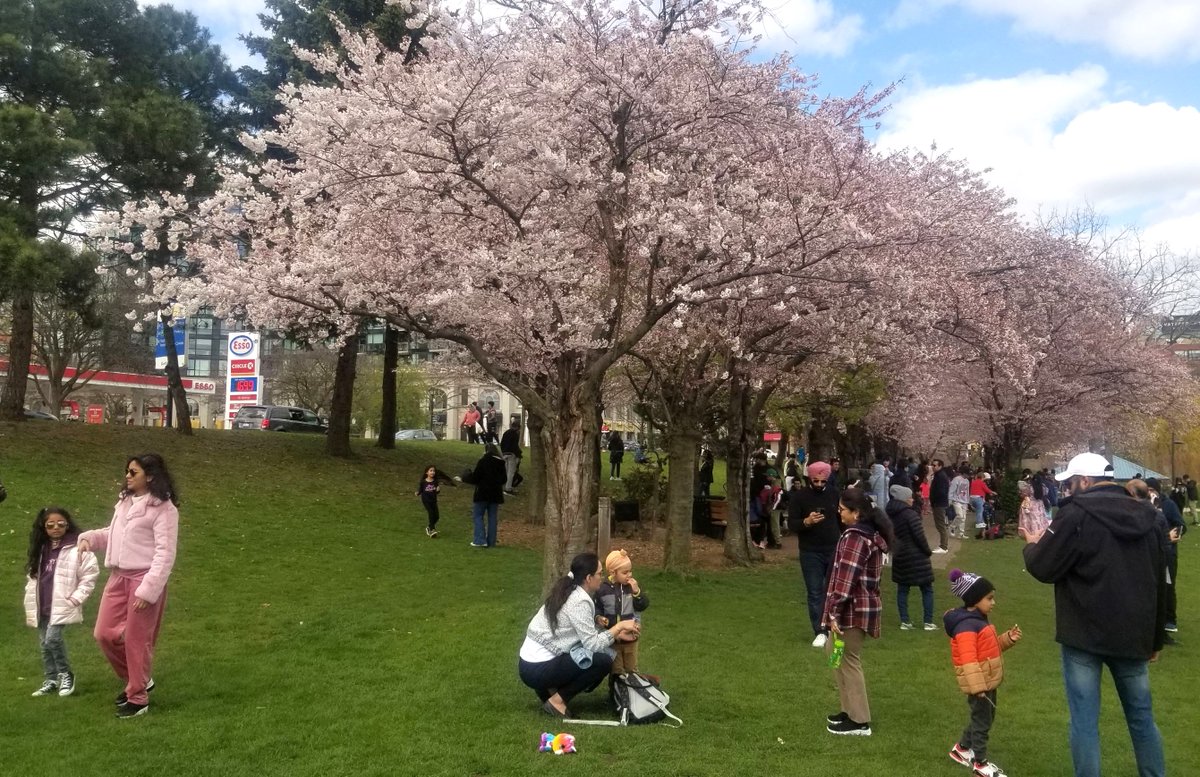 Spencer Smith Cherry blossoms in full bloom.  #BurlOn #BurlOnt #cherryblossoms #haltonregion