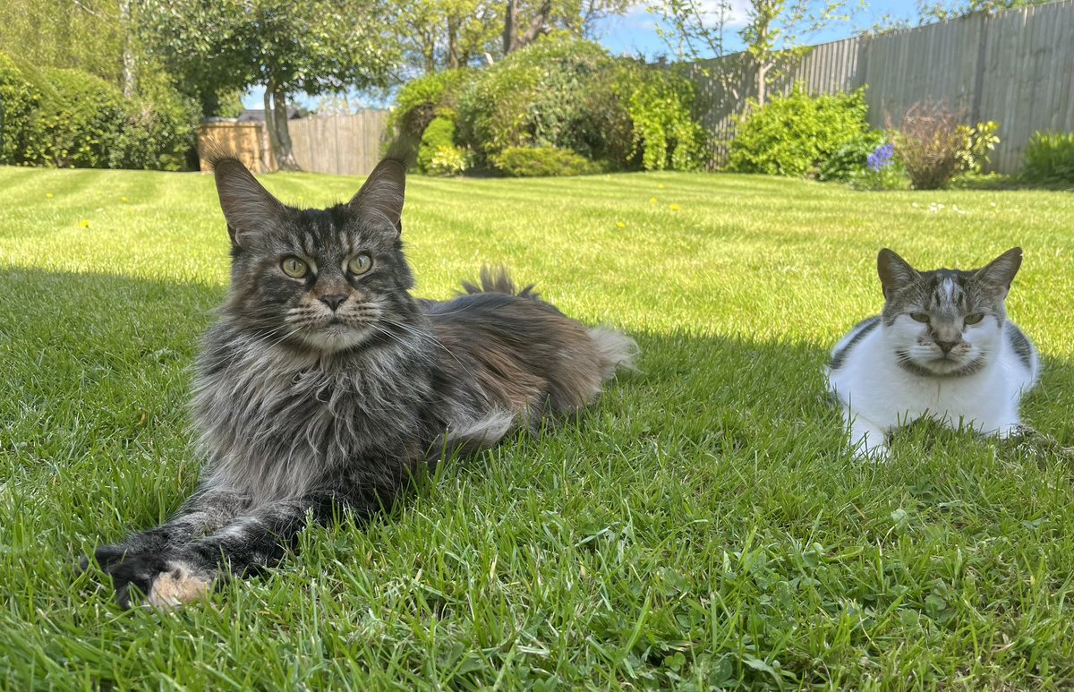 Good morning friends! We hope you’ve had a fabmewlous weekend and are ready for the week ahead 😺 Dad was so surprised to see us sitting together that he just had to take this photo! #CatsOfTwitter