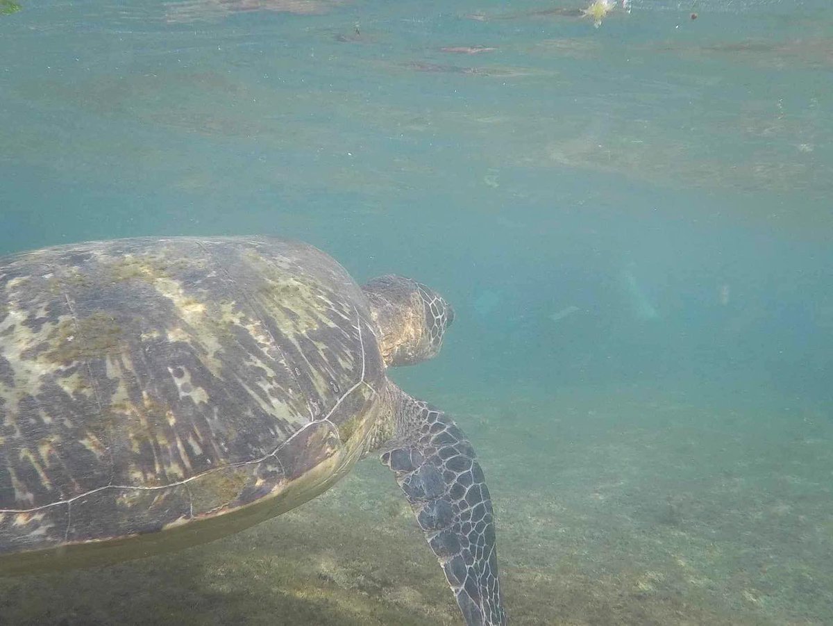 Yes I was THIS close to actual turtles in the wild and no, I will not stop talking about it 🐢