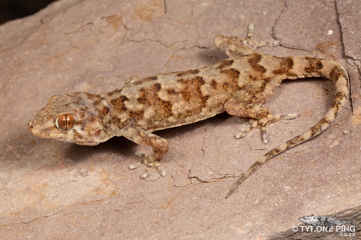 Pachydactylus haackei - Haacks’ Gecko. From Vioolsdrift, Northern Cape. tyroneping.co.za/geckos/pachyda…