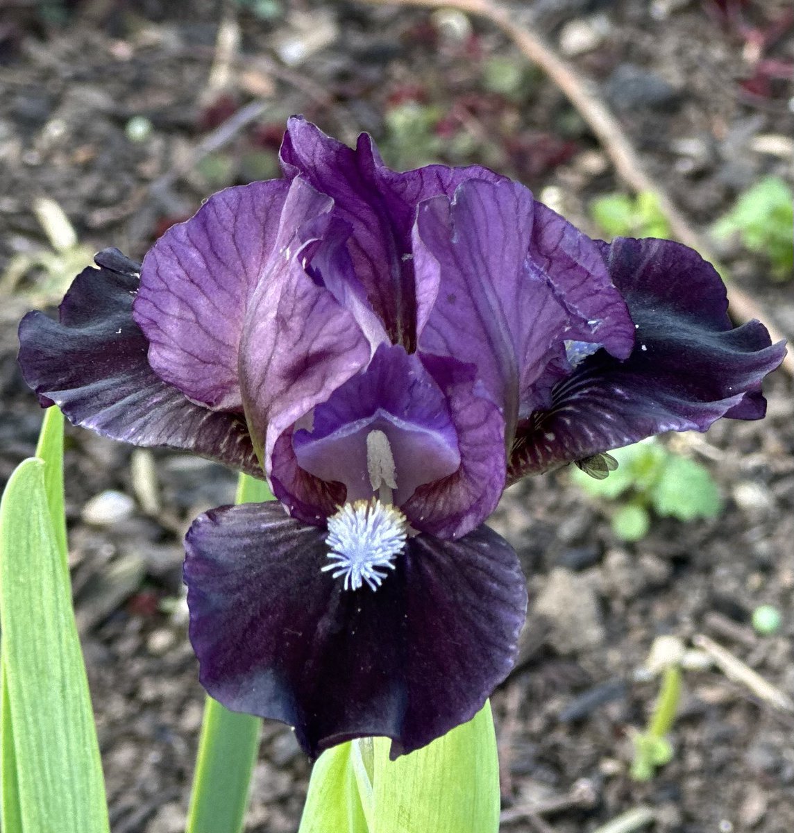 MDB Iris ‘Black Olive’ is doing well in the raised bed this season, it looks like we will have some available in August all being well! #miniaturedwarfbeardediris #blackolive #iris #black #olive #fieldgrown #barerootirises #seagatenurseries #irises