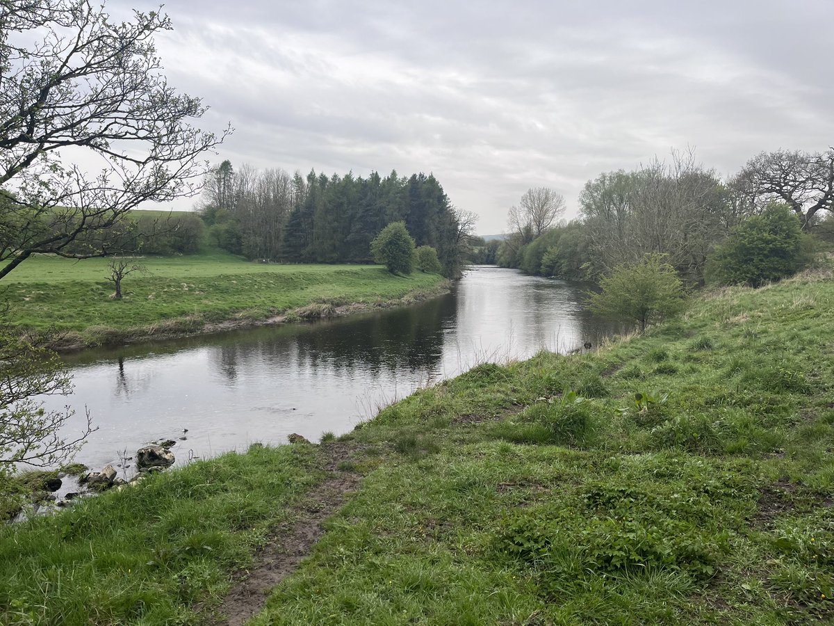 This is the lowest I’ve seen the #Ribble in what feels like months. Such a wet summer, winter and early spring! Was treated to seeing my first rising fish on the Ribble in 2024