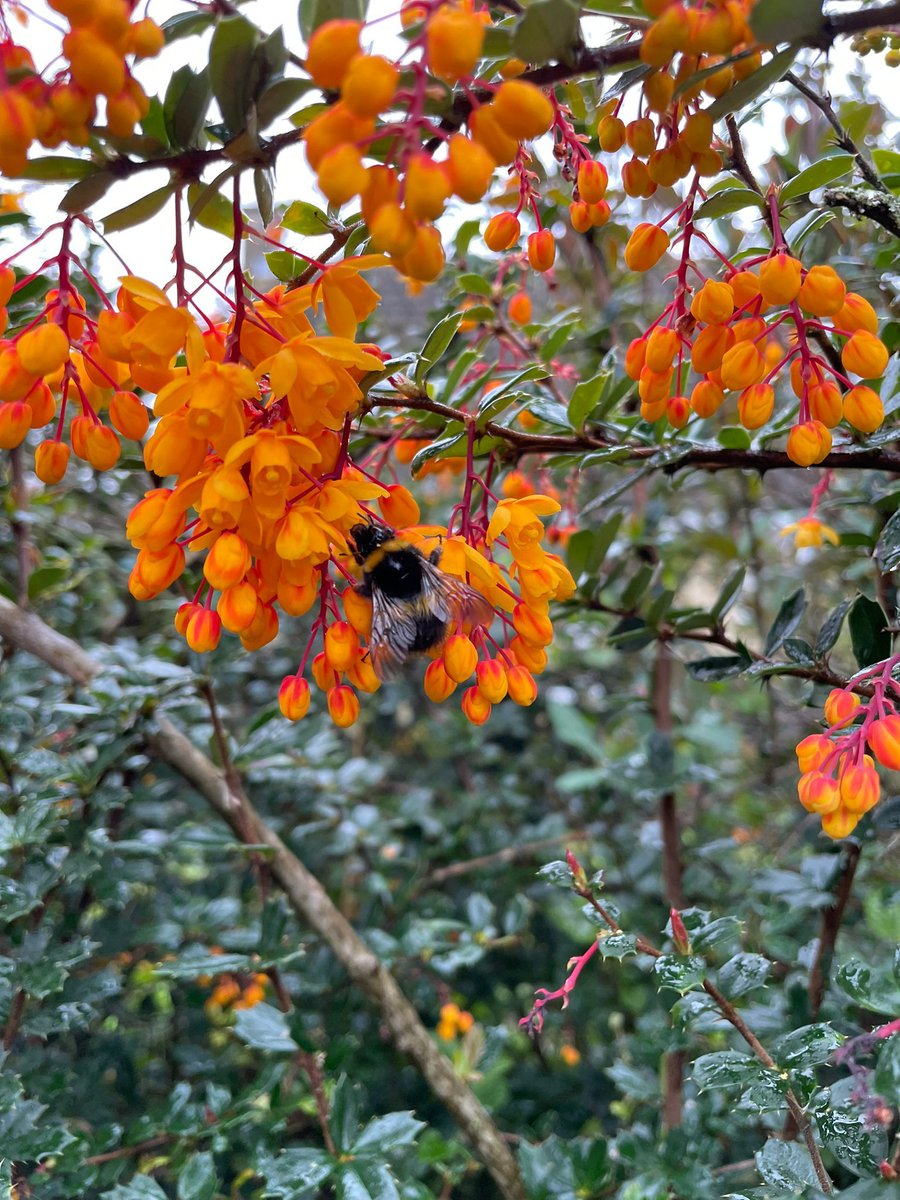 It wasn't just me who was enjoying this Berberis darwinii!

I spotted this fabulous shrub in a village where it was being used as a hedge.

Such a stunning display and it's also good for deterring unwanted visitors but great for pollinators - did you spot the bee? 
#gardening