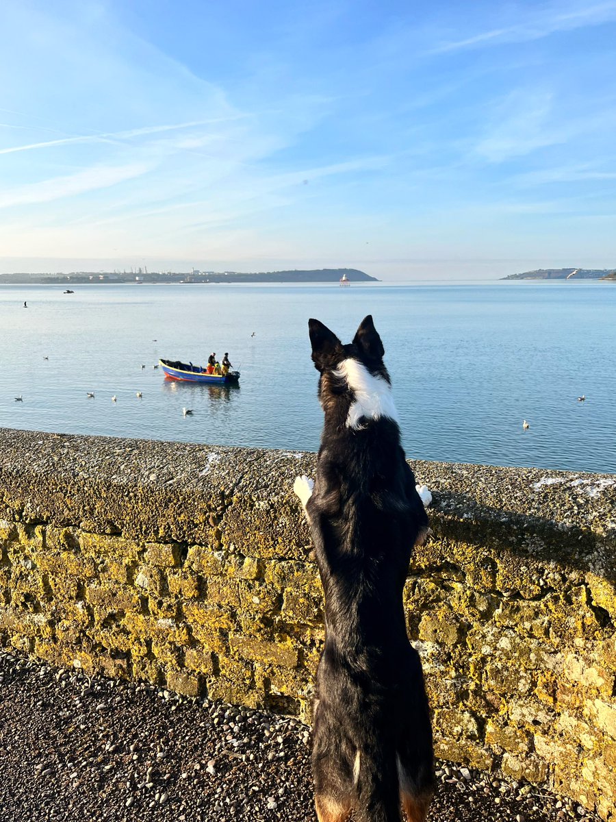 Overseeing the morning catch 😀🐟🦞🐾 #cobh
