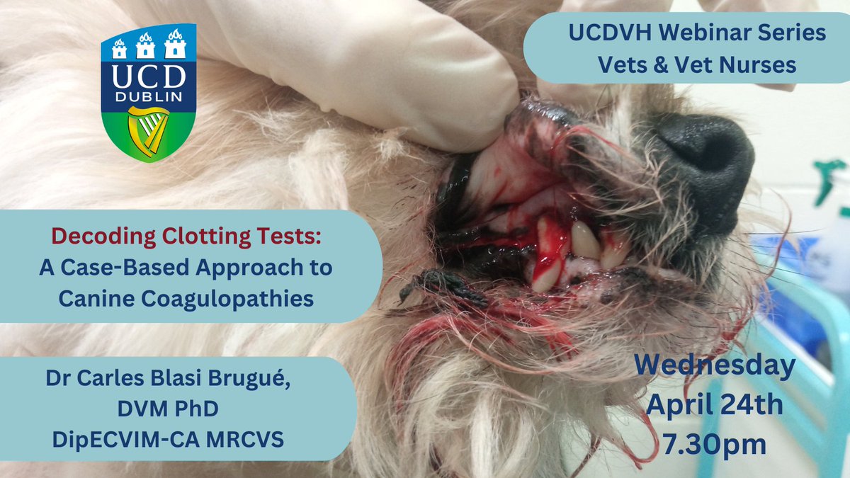 UCDVH Webinar Series: Wednesday 24 April @ 7:30pm with Carles Blasi Brugue (Internal Medicine Team) presenting on the approach to coagulation disorders in dogs in an interactive case based session. This is a free event for vets & vet nurses. Register here: tinyurl.com/57sx5n3a